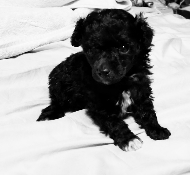 Teacup Toy Purebred Poodle Puppies For Sale Austin Tx