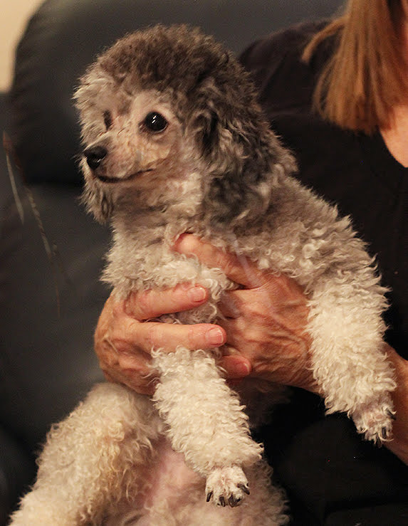 Gumdrop-adjusted - Blissful Toy Poodles