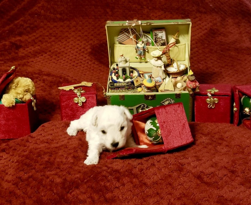 Teacup Toy Purebred Poodle Puppies For Sale Austin TX