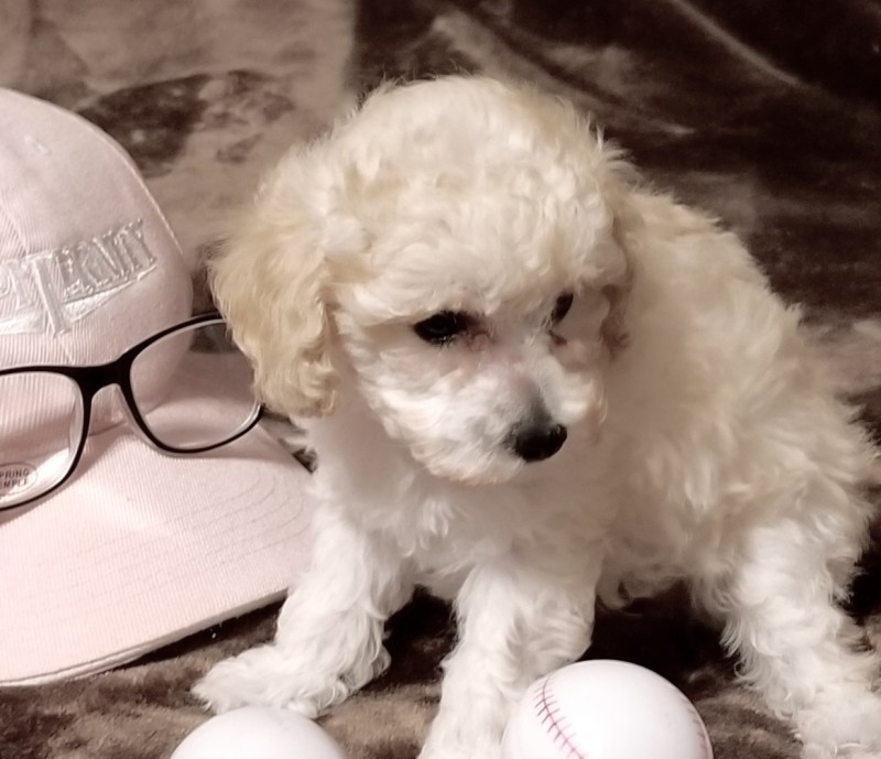 Teacup Toy Purebred Poodle Puppies For Sale Austin TX
