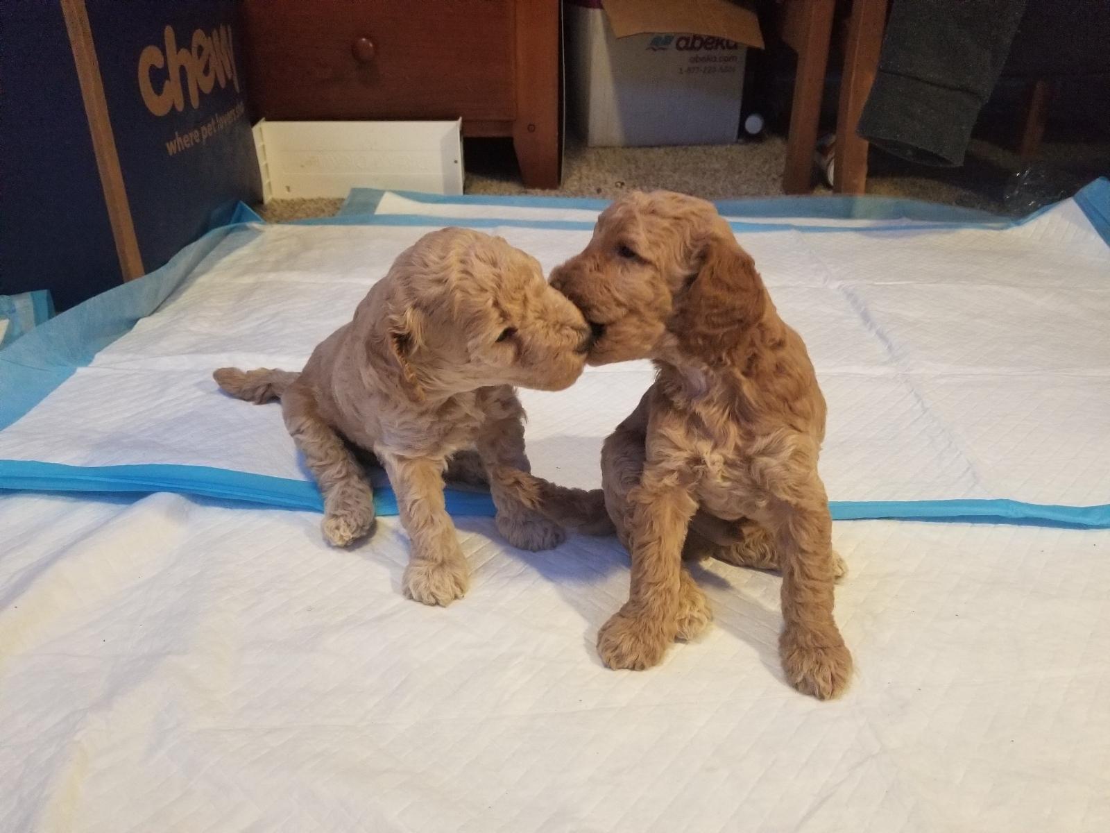 Teacup Toy Purebred Poodle Puppies For Sale Austin TX