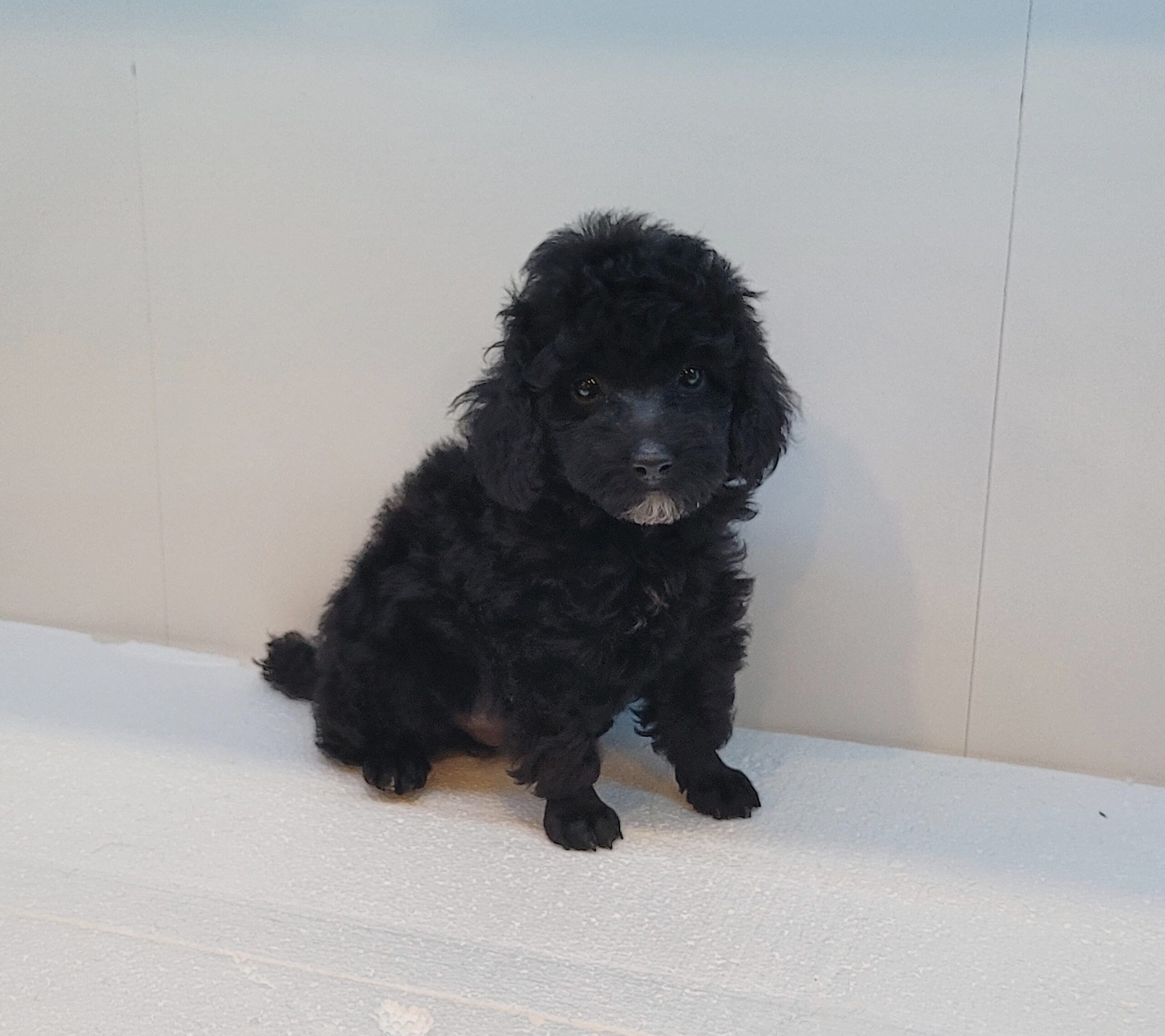 Teacup Toy Purebred Poodle Puppies - For Sale - Austin TX